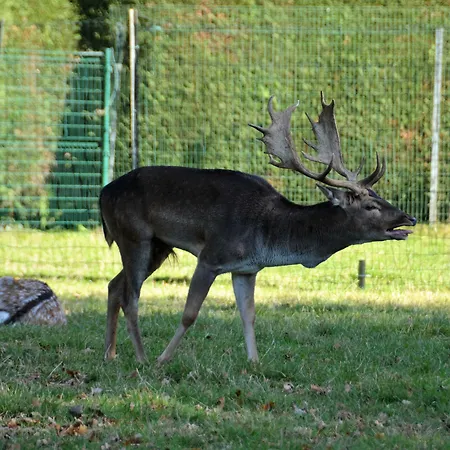 Haras Des Chartreux Estaimbourg