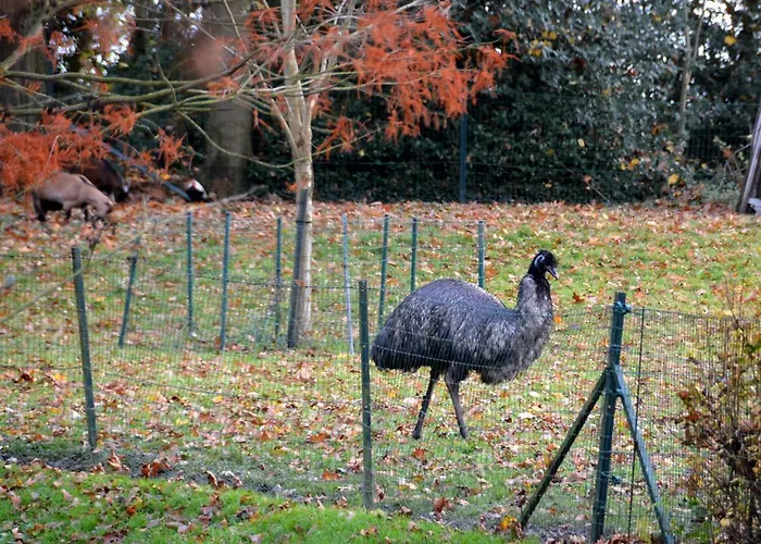 Haras Des Chartreux Estaimbourg